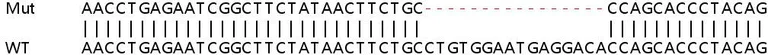 Sanger Sequencing - Human TMEM140 knockout A549 cell lysate (AB263388)