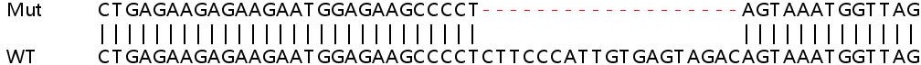 Sanger Sequencing - Human TMEM14B knockout HEK-293T cell lysate (AB259187), expandable thumbnail