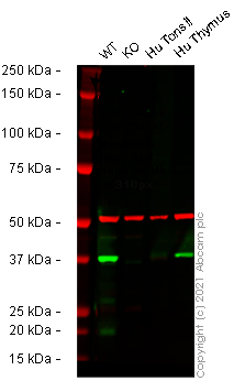 Western blot - Human TMEM173 knockout THP-1 cell line (AB270493), expandable thumbnail