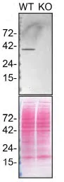 Western blot - Human TMEM173 knockout THP-1 cell line (AB270493)