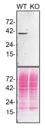 Western blot - Human TMEM173 knockout THP-1 cell line (AB270493)
