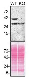 Western blot - Human TMEM173 knockout THP-1 cell line (AB270493)
