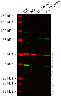 Western blot - Human TMEM173 knockout THP-1 cell lysate (AB270516)