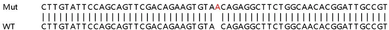 Sanger Sequencing - Human TMEM175 knockout HeLa cell line (AB265571)