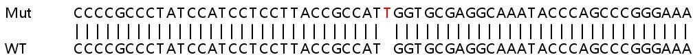 Sanger Sequencing - Human TMEM208 knockout HEK-293T cell line (AB266633), expandable thumbnail