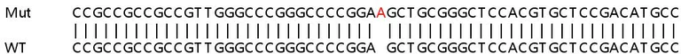 Sanger Sequencing - Human TMEM259 (Membralin) knockout HEK-293T cell lysate (AB259190)