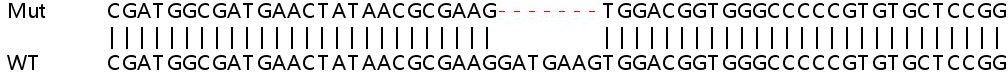 Human TMEM30A (Transmembrane protein 30A) knockout HeLa cell lysate