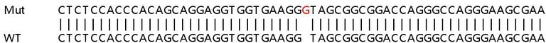 Sanger Sequencing - Human TMEM64 (TMM64) knockout A549 cell line (AB266916)