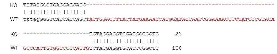 Human TMPRSS2 knockout Caco-2 cell line