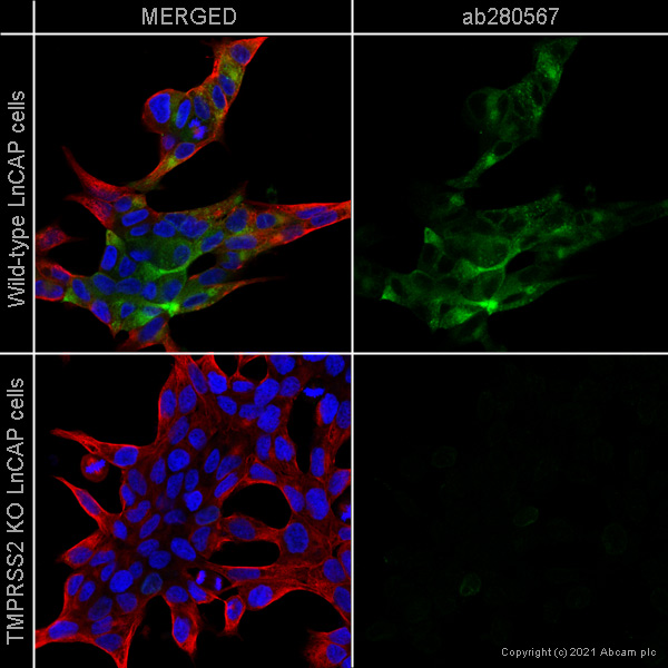 Immunocytochemistry/ Immunofluorescence - Human TMPRSS2 knockout LNCaP cell line (AB273745), expandable thumbnail