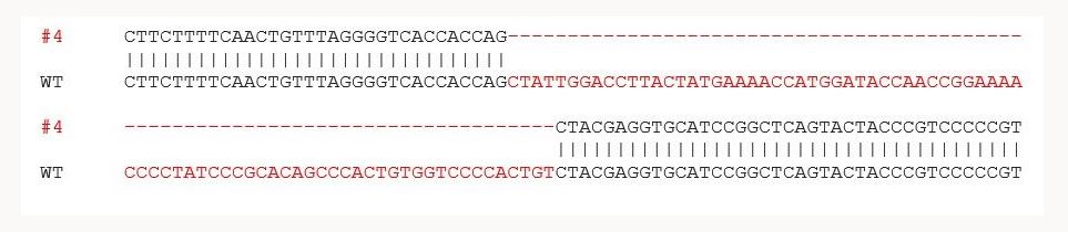 Sanger Sequencing - Human TMPRSS2 knockout LNCaP cell line (AB273745), expandable thumbnail