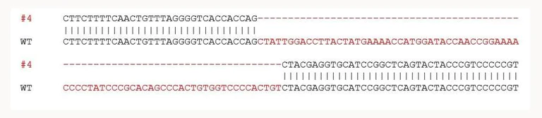 Sanger Sequencing - Human TMPRSS2 knockout LNCaP cell line (AB273745)