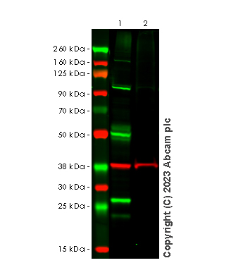 Western blot - Human TMPRSS2 knockout LNCaP cell line (AB273745), expandable thumbnail