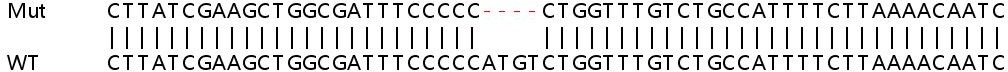 Human TMSB10 (Thymosin beta 10) knockout HEK-293T cell line