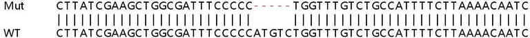 Sanger Sequencing - Human TMSB10 (Thymosin beta 10) knockout HEK-293T cell lysate (AB259193)