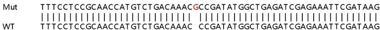 Sanger Sequencing - Human TMSB4X (Thymosin beta 4) knockout HEK-293T cell line (AB266490)