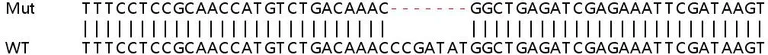 Sanger Sequencing - Human TMSB4X (Thymosin beta 4) knockout HEK-293T cell lysate (AB258725)