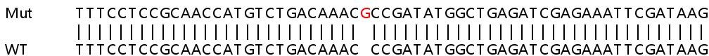 Sanger Sequencing - Human TMSB4X (Thymosin beta 4) knockout HEK-293T cell lysate (AB258725), expandable thumbnail
