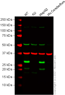 Human TMUB1 knockout HeLa cell line