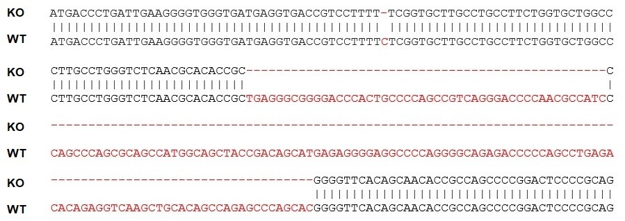 Sanger Sequencing - Human TMUB1 knockout HeLa cell lysate (AB278185), expandable thumbnail