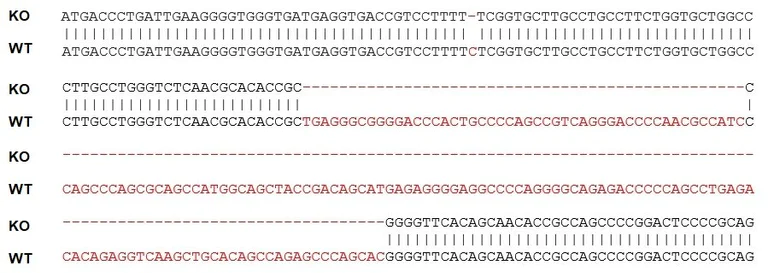 Sanger Sequencing - Human TMUB1 knockout HeLa cell lysate (AB278185)