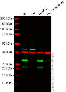 Western blot - Human TMUB1 knockout HeLa cell lysate (AB278185), expandable thumbnail