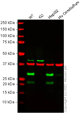 Western blot - Human TMUB1 knockout HeLa cell lysate (AB278185)