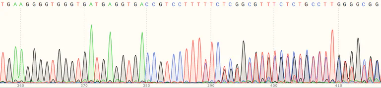 Sanger Sequencing - Human TMUB1 partial knockout HeLa cell line (AB265852)