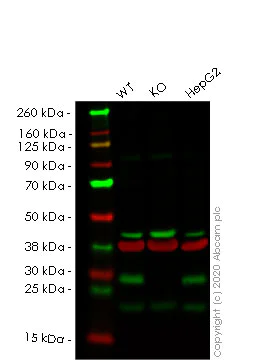 Western blot - Human TMUB1 partial knockout HeLa cell line (AB265852)