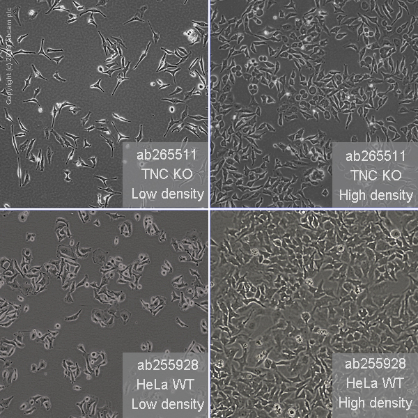 Human TNC (Tenascin C) knockout HeLa cell line