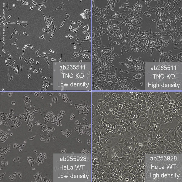 Cell Culture - Human TNC (Tenascin C) knockout HeLa cell line (AB265511)