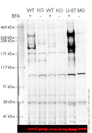 Human TNC (Tenascin C) knockout U-2 OS cell line