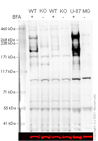 Western blot - Human TNC (Tenascin C) knockout U-2 OS cell line (AB262488)