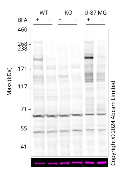 Western blot - Human TNC (Tenascin C) knockout U-2 OS cell line (AB262488)