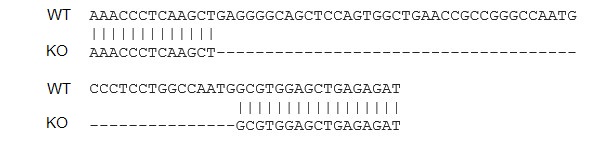 Sanger Sequencing - Human TNF knockout THP-1 cell lysate (AB275507), expandable thumbnail