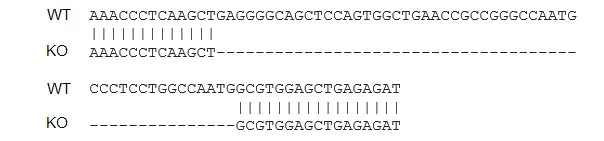 Sanger Sequencing - Human TNF knockout THP-1 cell lysate (AB275507)