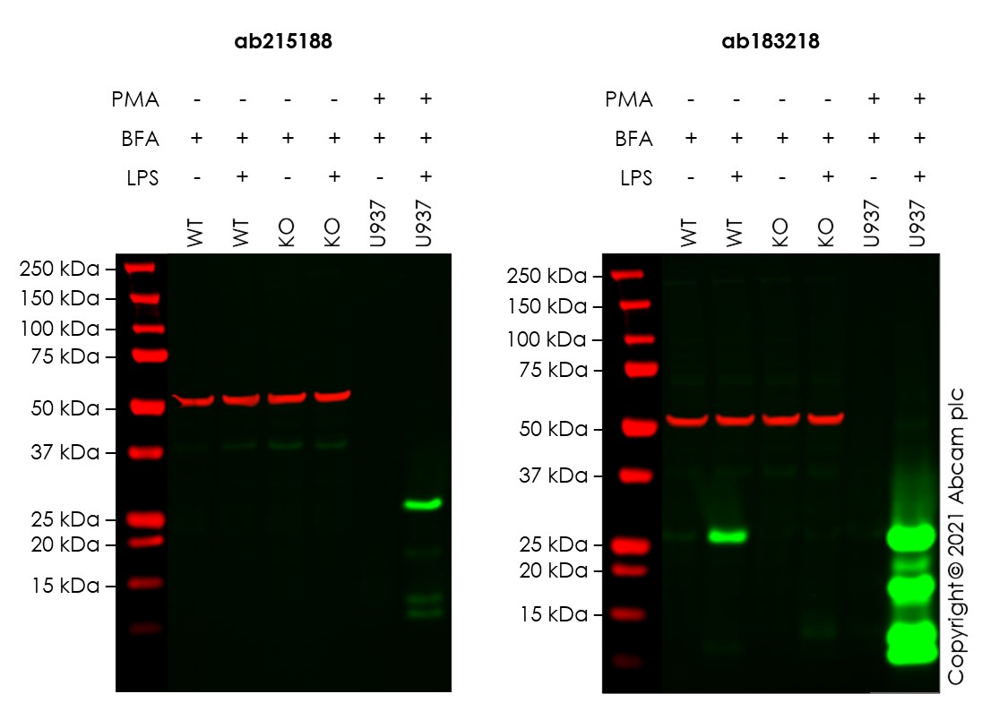 Western blot - Human TNF knockout THP-1 cell lysate (AB275507), expandable thumbnail