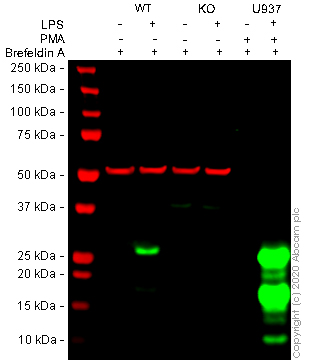 Western blot - Human TNF knockout THP-1 cell lysate (AB275507), expandable thumbnail
