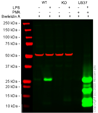 Western blot - Human TNF knockout THP-1 cell lysate (AB275507), expandable thumbnail