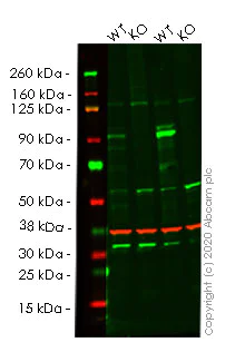 Western blot - Human TNFAIP3 knockout A549 cell lysate (AB257114)