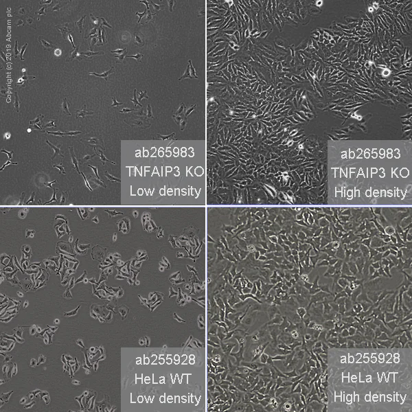 Cell Culture - Human TNFAIP3 knockout HeLa cell line (AB265983)