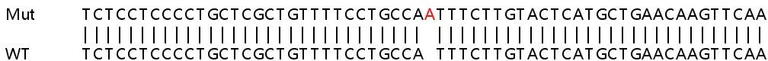 Sanger Sequencing - Human TNFAIP3 knockout HeLa cell line (AB265983)
