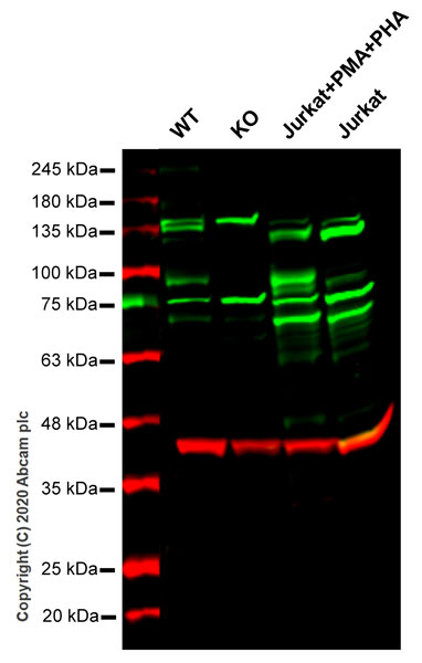 Human TNFAIP3 knockout HeLa cell line