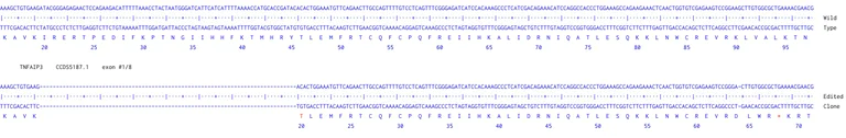 Next Generation Sequencing - Human TNFAIP3 knockout U-87 MG cell line (AB306792)