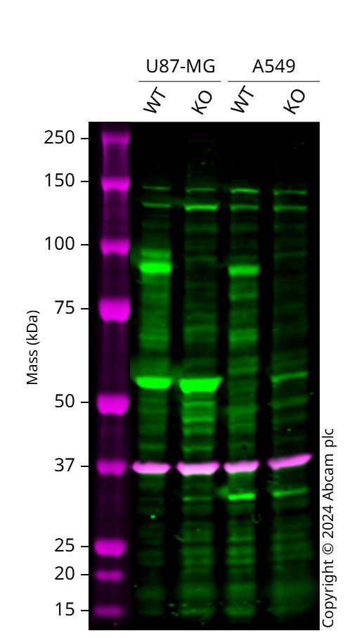 Human TNFAIP3 knockout U-87 MG cell line