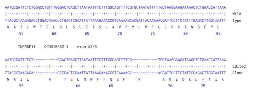 Next Generation Sequencing - Human TNFRSF17 knockout A549 cell line (AB288891), expandable thumbnail