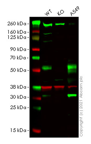 Western blot - Human TNFRSF1A (TNF Receptor I) knockout HeLa cell line (AB265972)