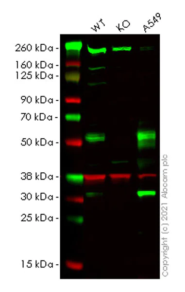 Western blot - Human TNFRSF1A (TNF Receptor I) knockout HeLa cell lysate (AB257751)
