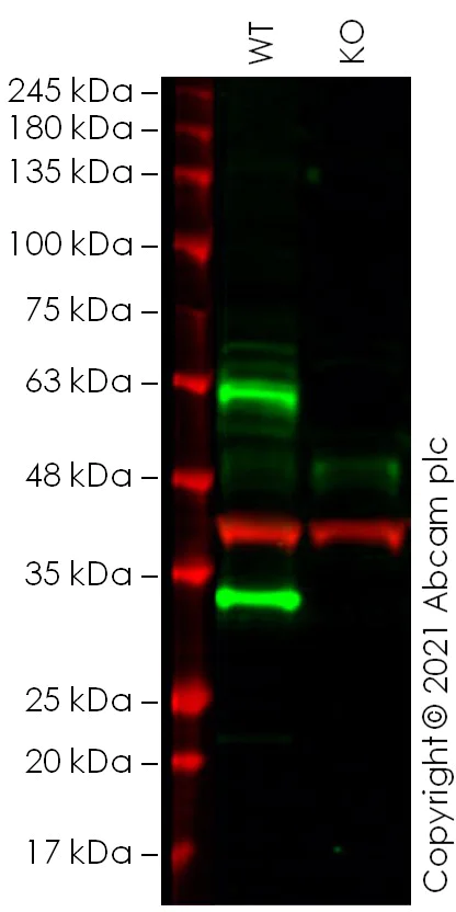 Western blot - Human TNFRSF1A (TNF Receptor I) knockout HeLa cell lysate (AB257751)
