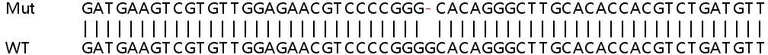 Sanger Sequencing - Human TNFRSF1B (TNF Receptor II) knockout HeLa cell lysate (AB257752)
